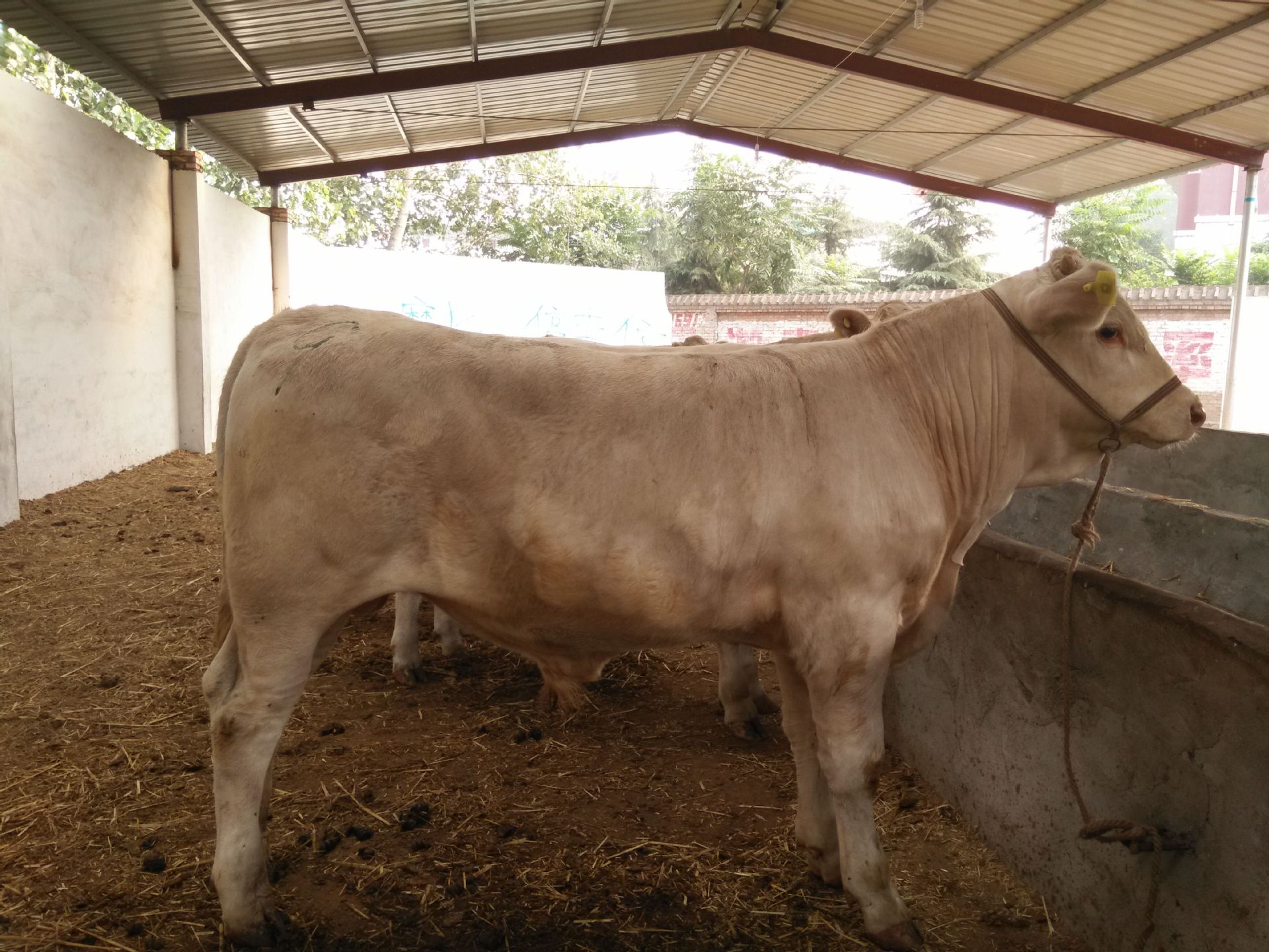 3、夏洛萊肉牛育肥預(yù)混料：肉牛預(yù)混料中還應(yīng)添加哪些其他成分才能喂給肉牛？ 