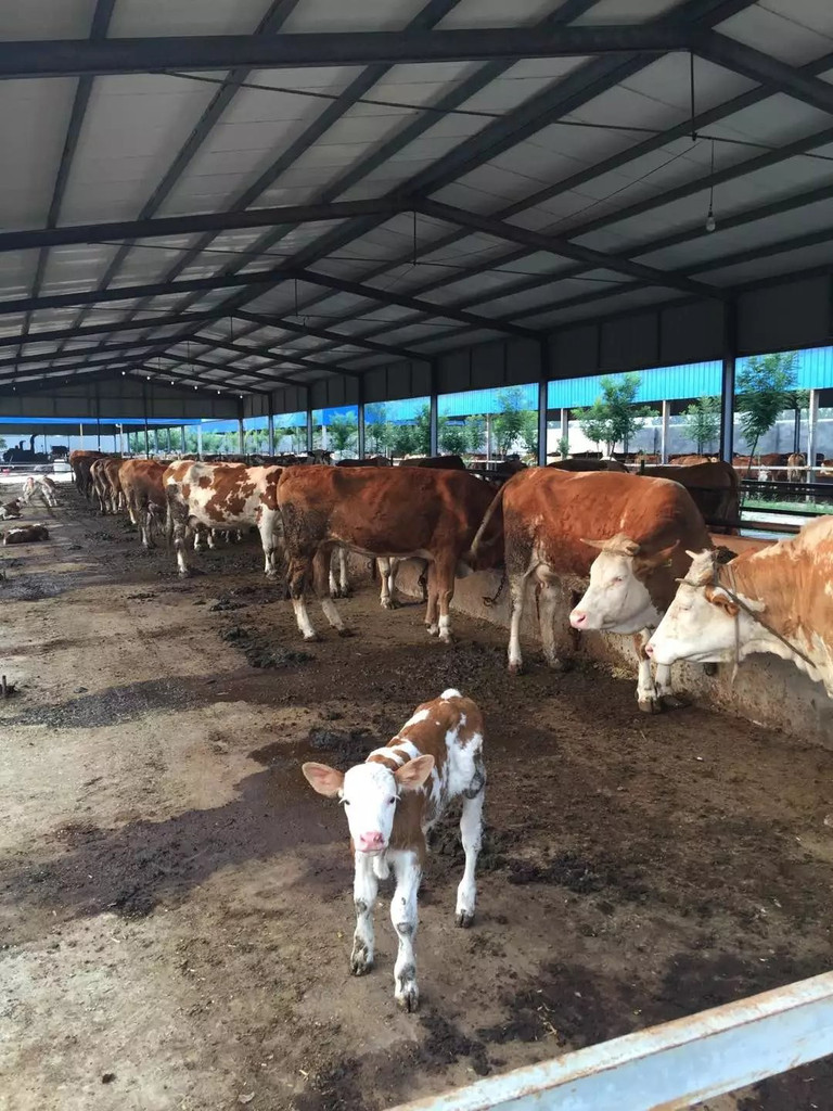 3、利木贊肉牛專用預混料：斤育肥牛飼料配方
