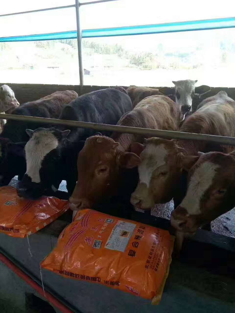 1、肉牛育肥預(yù)混料：英美牛飼料有效嗎？