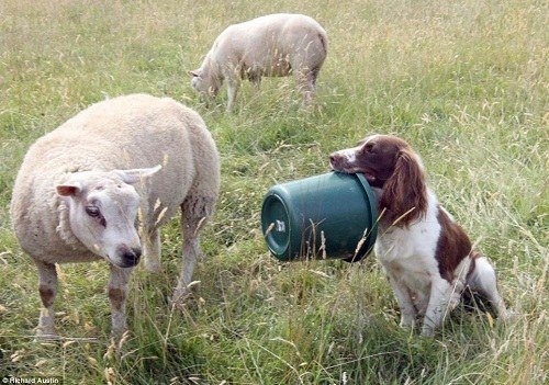 2、狗吃豬飼料有什么壞處？會發(fā)生什么？ 