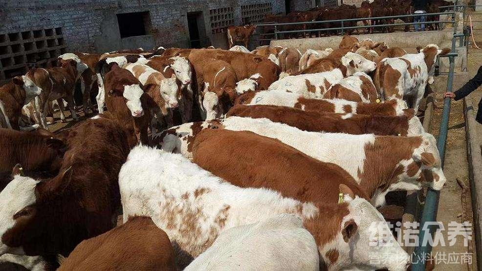 1、肉牛經(jīng)常喂粗飼料。肉牛吃什么粗飼料比較好？ 