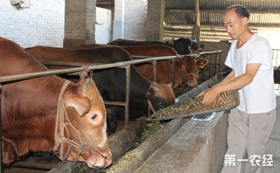 3、一公斤育肥牛西門塔爾日飼料成本是多少