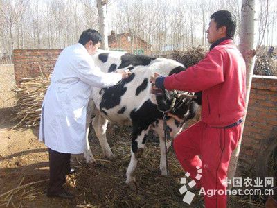 1、奶牛各階段飼料配方