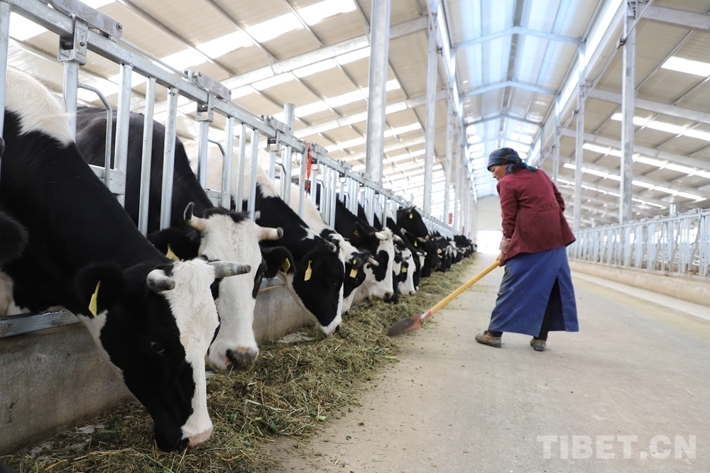 4、奶牛飼料品牌