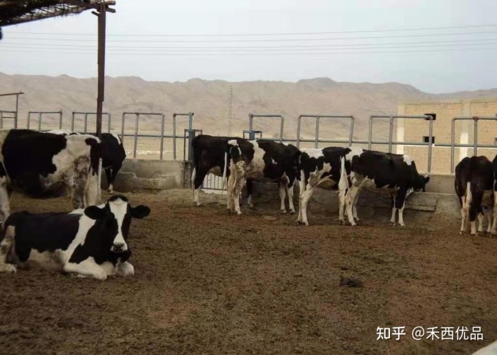 2、一頭奶牛吃多少精飼料？ 