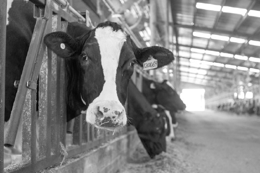 1、奶牛各階段飼料配方
