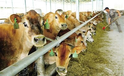 2、奶牛各階段飼料配方