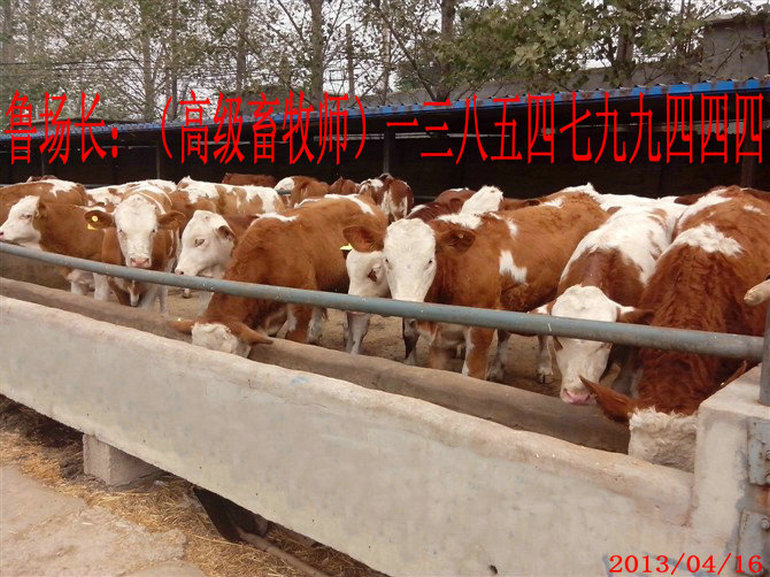 1、甲子子牛育肥計劃的設(shè)計