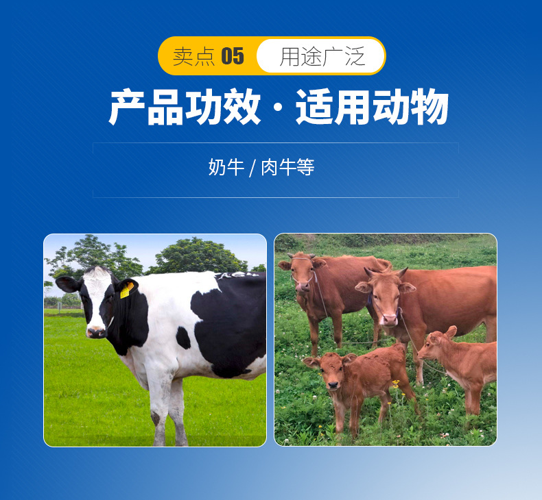 3、奶牛用青貯飼料生產(chǎn)的關(guān)鍵，奶牛用青貯飼料如何制作？ 