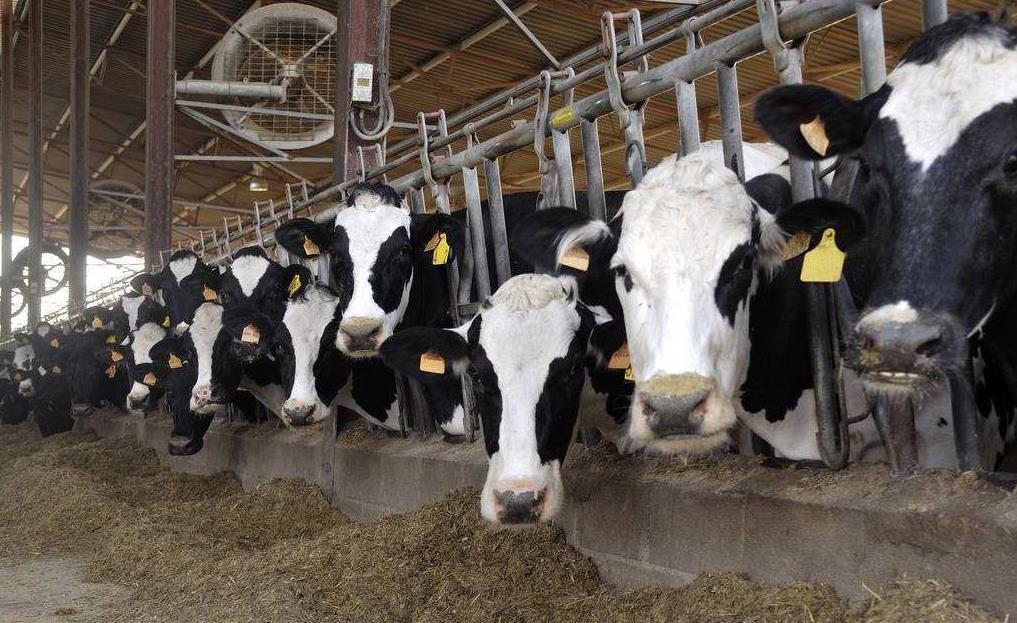 2、青貯飼料對奶牛的健康有哪些好處？ 