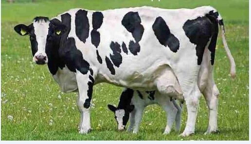 3、奶牛各階段飼料配方