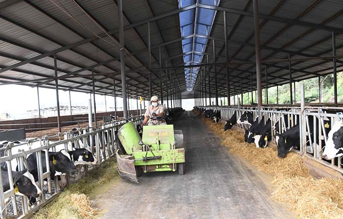 2、奶牛為什么不能喂飼料？