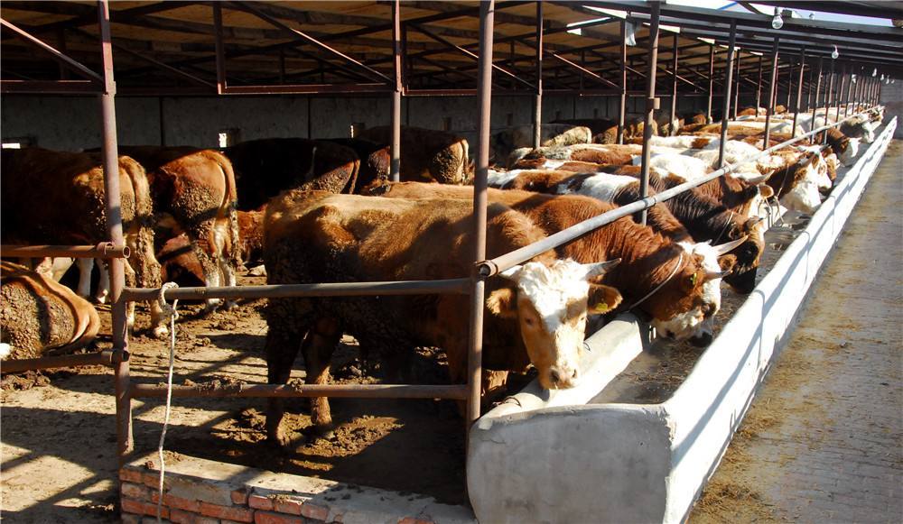 2、如何搭配肉牛飼料