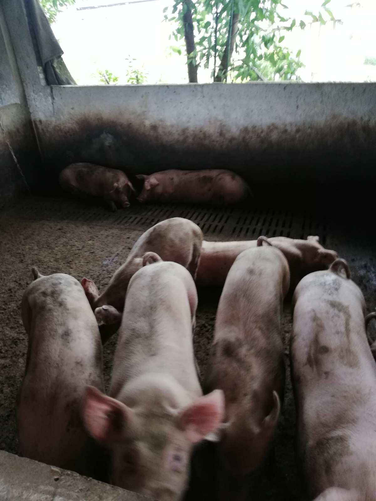 二、如何飼養(yǎng)后備母豬？