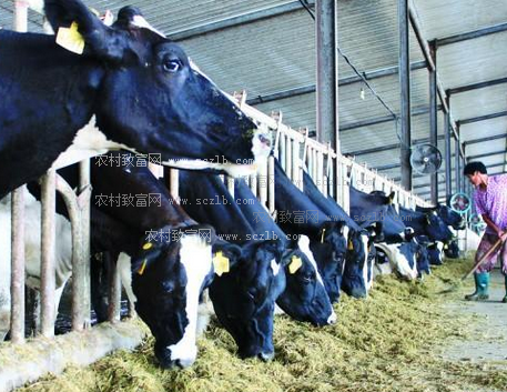 3．奶牛的飼料應(yīng)該如何選擇？ 